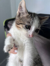 JENNA, Katze, Hauskatze in Rumänien - Bild 3