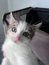 JENNA, Katze, Hauskatze in Rumänien - Bild 4