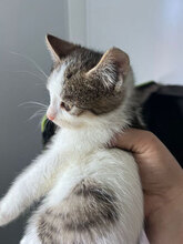 JENNA, Katze, Hauskatze in Rumänien - Bild 5