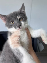 ANOUK, Katze, Hauskatze in Rumänien - Bild 1