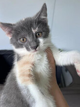 ANOUK, Katze, Hauskatze in Rumänien - Bild 2