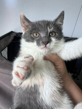 ANOUK, Katze, Hauskatze in Rumänien - Bild 3