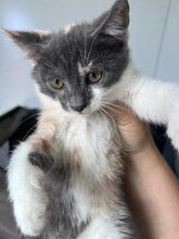 ANOUK, Katze, Hauskatze in Rumänien - Bild 4