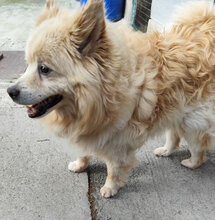 ORSON, Hund, Mischlingshund in Slowakische Republik - Bild 2