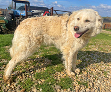 ALBA, Hund, Mischlingshund in Rumänien - Bild 1