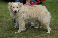 ALBA, Hund, Mischlingshund in Wedemark