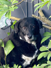 DHALIA, Hund, Mischlingshund in Lohmar - Bild 1