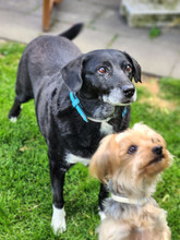 DHALIA, Hund, Mischlingshund in Lohmar - Bild 3