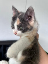 FELICITAS, Katze, Hauskatze in Rumänien - Bild 3