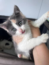 FELICITAS, Katze, Hauskatze in Rumänien - Bild 4