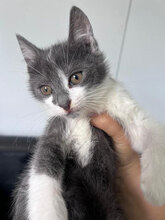 NIVES, Katze, Hauskatze in Rumänien - Bild 1