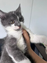 NIVES, Katze, Hauskatze in Rumänien - Bild 2