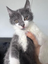 NIVES, Katze, Hauskatze in Rumänien - Bild 3