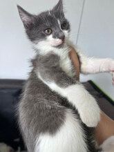 NIVES, Katze, Hauskatze in Rumänien - Bild 4