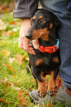 LILLY, Hund, Mischlingshund in Lohmar - Bild 2