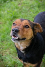 CHIPNR231320, Hund, Mischlingshund in Kroatien - Bild 1