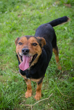 CHIPNR231320, Hund, Mischlingshund in Kroatien - Bild 2