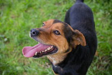 CHIPNR231320, Hund, Mischlingshund in Kroatien - Bild 3