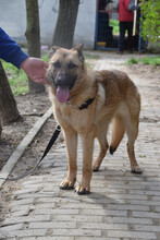 AMY, Hund, Mischlingshund in Ungarn - Bild 2