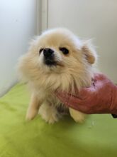 SISSI, Hund, Spitz-Mix in Slowakische Republik - Bild 1
