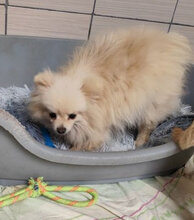 SISSI, Hund, Spitz-Mix in Slowakische Republik - Bild 2