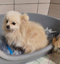 SISSI, Hund, Spitz-Mix in Slowakische Republik - Bild 3