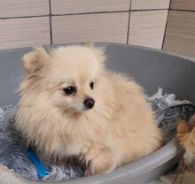 SISSI, Hund, Spitz-Mix in Slowakische Republik - Bild 4