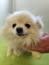 SISSI, Hund, Spitz-Mix in Slowakische Republik - Bild 5