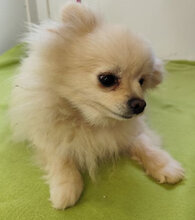 SISSI, Hund, Spitz-Mix in Slowakische Republik - Bild 6