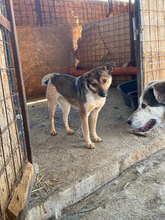 HERMINE, Hund, Mischlingshund in Rumänien - Bild 1