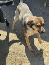 HERMINE, Hund, Mischlingshund in Rumänien - Bild 3