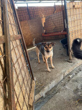 HERMINE, Hund, Mischlingshund in Rumänien - Bild 4