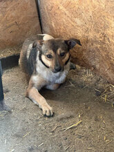 HERMINE, Hund, Mischlingshund in Rumänien - Bild 5