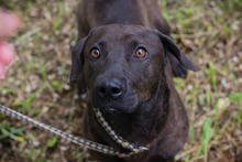 CHIPNR245500, Hund, Mischlingshund in Kroatien - Bild 1