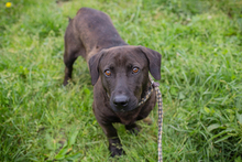 CHIPNR245500, Hund, Mischlingshund in Kroatien - Bild 2