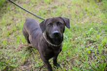 CHIPNR245500, Hund, Mischlingshund in Kroatien - Bild 3
