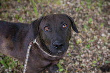 CHIPNR245500, Hund, Mischlingshund in Kroatien - Bild 5