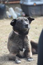 KOTANGENS, Hund, Mischlingshund in Ungarn - Bild 1