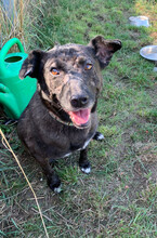 KOTANGENS, Hund, Mischlingshund in Ungarn - Bild 3