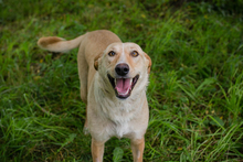 CHIPNR248699, Hund, Mischlingshund in Kroatien - Bild 1