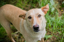CHIPNR248699, Hund, Mischlingshund in Kroatien - Bild 2