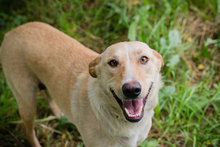 CHIPNR248699, Hund, Mischlingshund in Kroatien - Bild 3