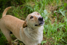 CHIPNR248699, Hund, Mischlingshund in Kroatien - Bild 4