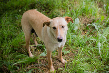 CHIPNR248699, Hund, Mischlingshund in Kroatien - Bild 5