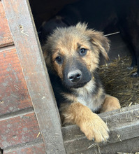 LUCKY, Hund, Mischlingshund in Rumänien - Bild 1