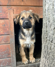 LUCKY, Hund, Mischlingshund in Rumänien - Bild 2