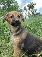 LUCKY, Hund, Mischlingshund in Rumänien - Bild 3