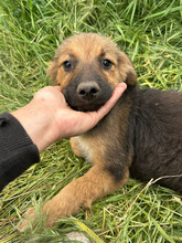 LUCKY, Hund, Mischlingshund in Rumänien - Bild 4