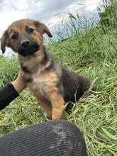 LUCKY, Hund, Mischlingshund in Rumänien - Bild 5