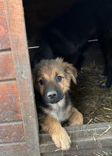 LUCKY, Hund, Mischlingshund in Rumänien - Bild 6